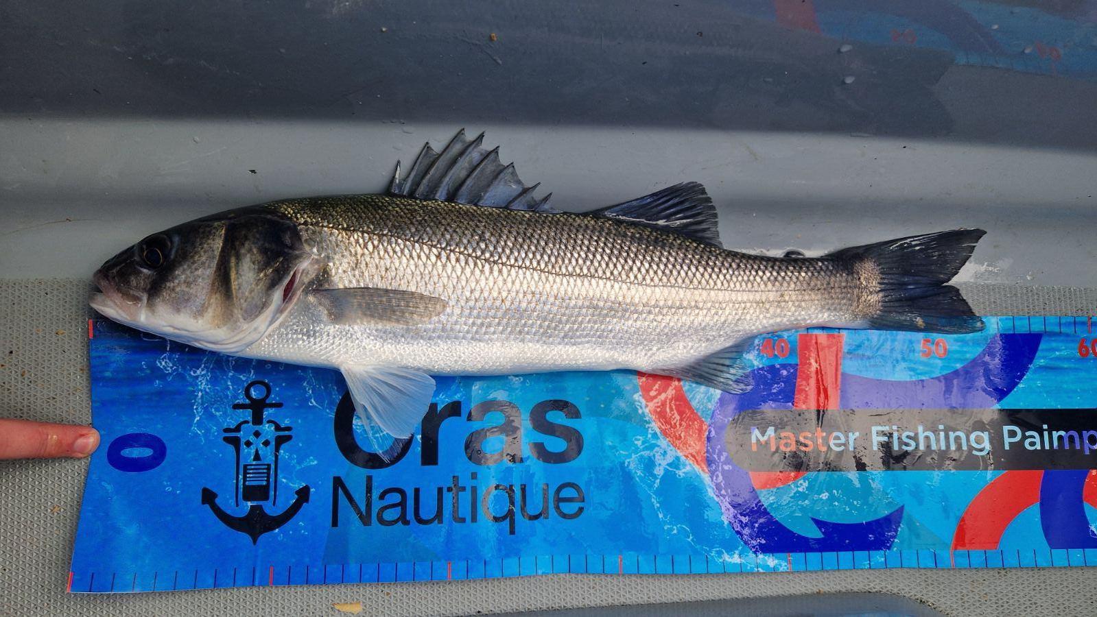 suzuki marine master fishing paimpol
